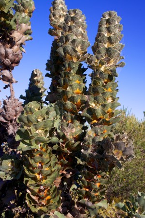 Native plants, Fitzgerald NP