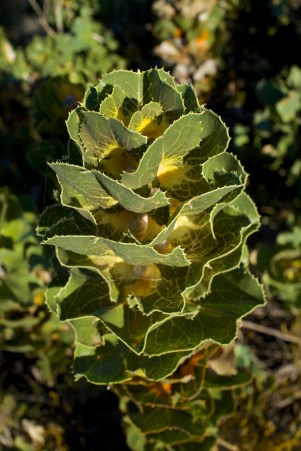 Native plants, Fitzgerald NP