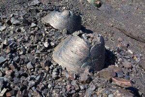 Old mine at Ravensworth