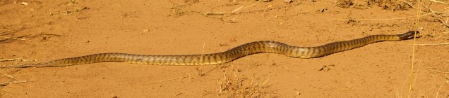 Python, Gibb River Rd