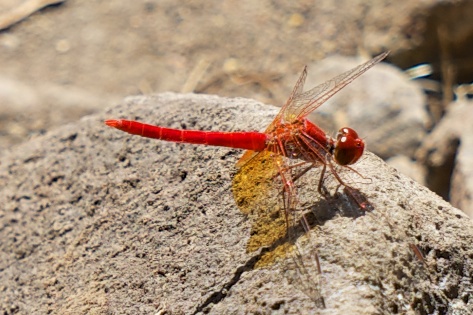 Red Dragon Fly